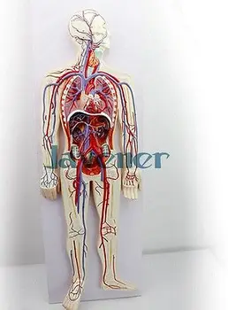 Моделирование анатомической системы кровообращения человека Анатомическая медицинская модель